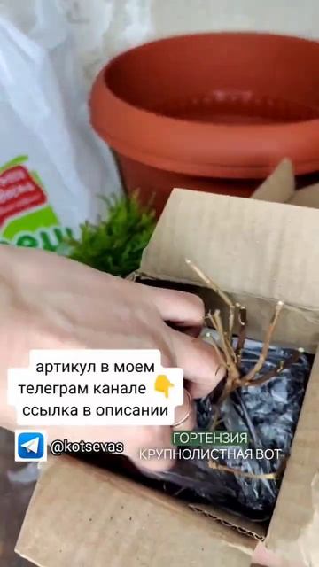 Распаковка саженцев с ВБ. заказала первый раз. Туя зап? смотреть онлайн