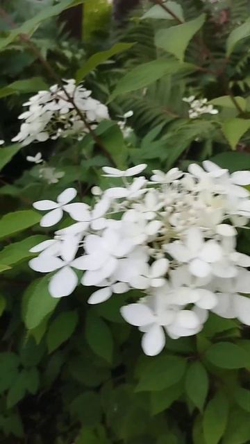 Неизвестный сорт гортензии у меня на даче