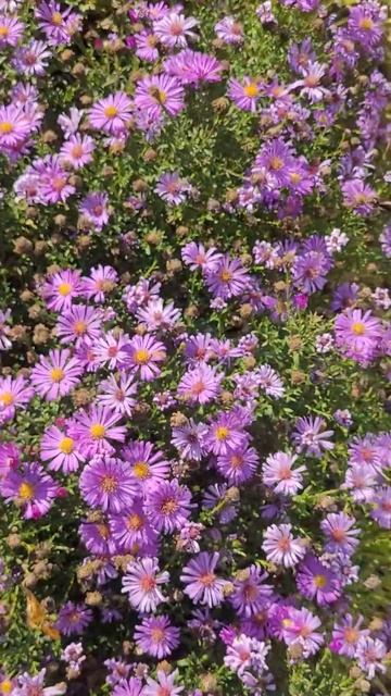 Бабочка адмирал (Vanessa atalanta) и астра многолетняя кустар? смотреть онлайн