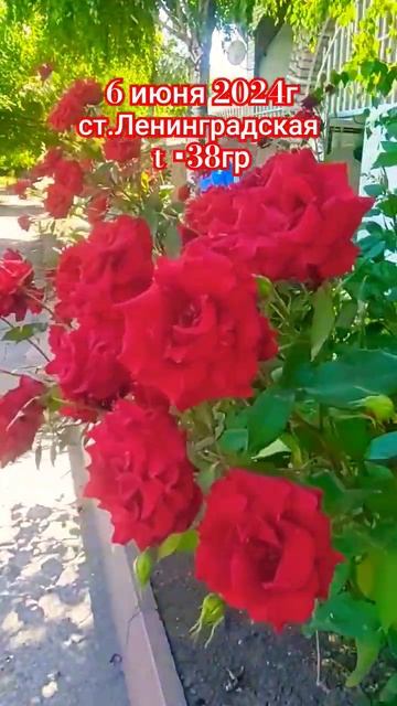 Прекрасного всем дня! #music#edm #remix #video #flowers #краснодарски смотреть онлайн