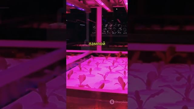 Рассада перца не взойдёт без этого #рассада #огород #pla смотреть онлайн