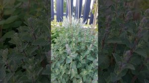 1 часть. Котовник Фассена. 17 мая, 2024. #котовник #май  #цве?