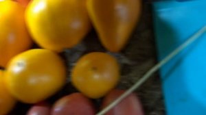 Томат Миллионер - очень урожайный сорт с плодами - гигантами! №768 в Каталоге.