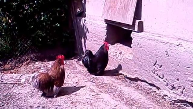 Прикольные петухи смотреть онлайн