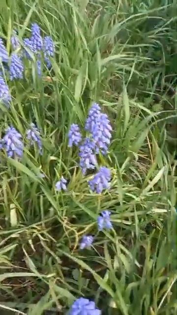 Пишите в комментариях название цветов🪻 смотреть онлайн