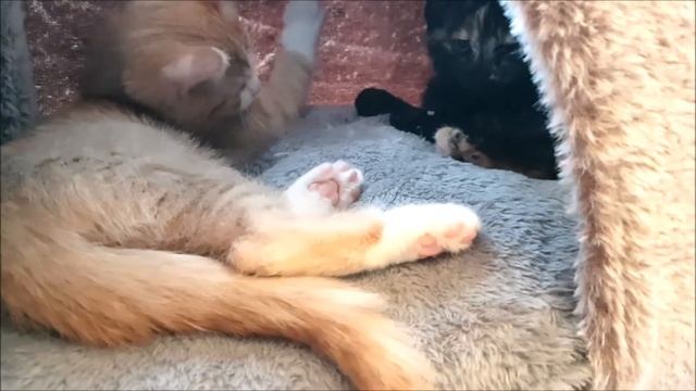 САМОЕ УЮТНОЕ ГНЁЗДЫШКО ДЛЯ КОТЯТ 😍Милые котики. Смешные коты. Смешные животные. Cute kittens. Fun. смотреть онлайн