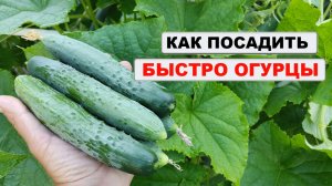 НОВЫЙ легкий СПОСОБ быстрой посадки ОГУРЦОВ весной и что посею в этом году в теплице 🥒🥒🥒