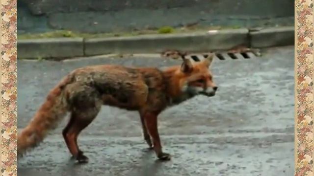 Кот и лиса смотреть онлайн