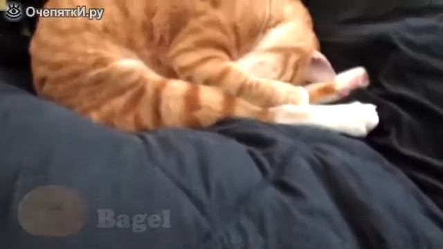 Прикол с 🐈 . Кот похож на хлеб смотреть онлайн