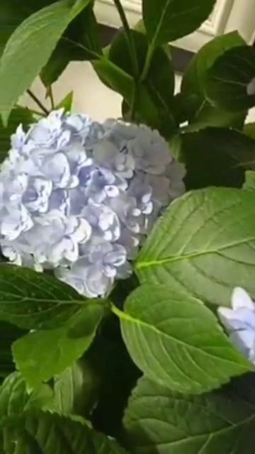 Гортензія Florentina Blue. #nature #flowers #hydrangea #продаж #hydrangeaflower #gar смотреть онлайн