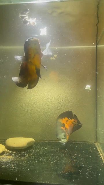 Крупные Астронотусы едят кусочки рыбы смотреть онлайн