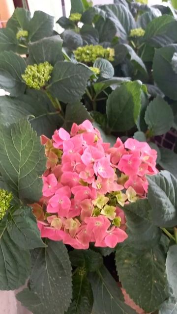 Гортензия крупнолистная 