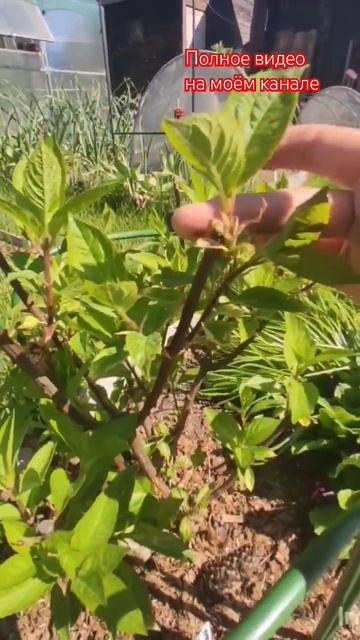 Как пережили гортензии майские заморозки 2024. смотреть онлайн