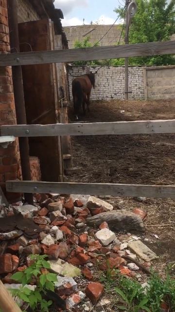 У коней есть 5 нога смотреть онлайн