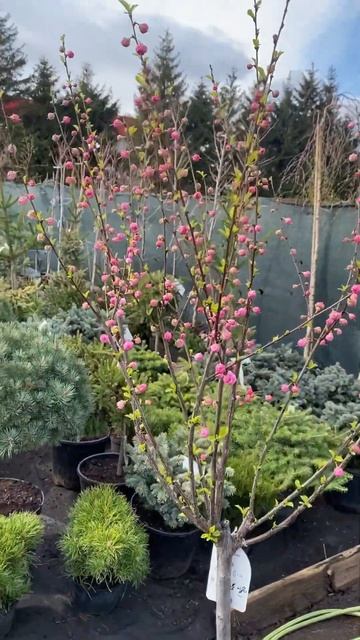 Миндаль розовый трехлопасный смотреть онлайн