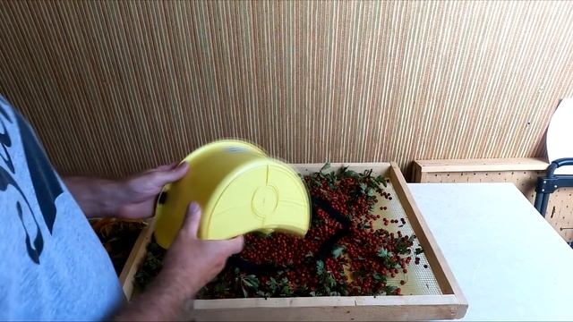 Как собирать и сушить ягоды боярышника