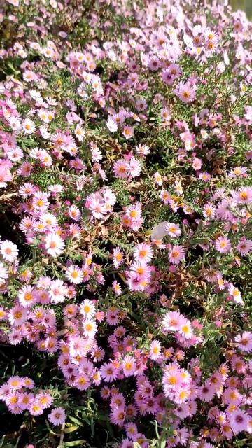 Кустовая астра 1 смотреть онлайн