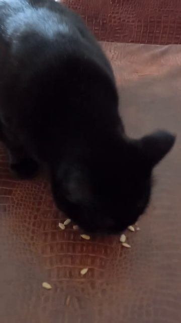 Софа ест жареные семечки😁😁😁😁😁 смотреть онлайн