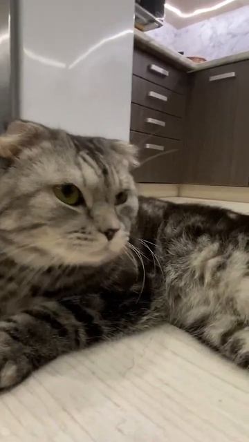 #шортс #котики #animals #смешно #приколы #животные #видео #shorts_video смотреть онлайн