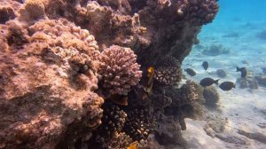 Водный мир Дахаб Апрель 2025г.