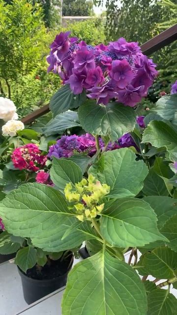 Гортензия Magical Feather Blue #hydrangeas #hortensia #гортензия #beautiful #gard