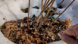 Весенняя обрезка гортензий. КРУПНОЛИСТНУЮ ГОРТЕНЗИЮ ?