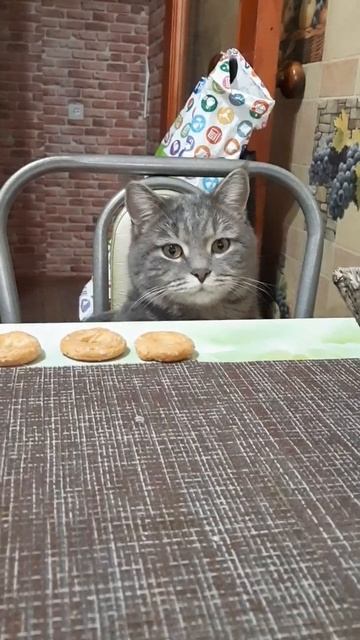 Дым Дымыч думает есть или не есть,вот в чем вопрос 😂 смотреть онлайн