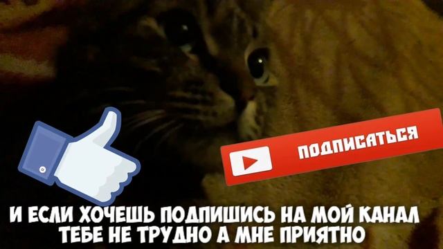 Канал МК КОТ(тесты на психику, приколы про котов) смотреть онлайн