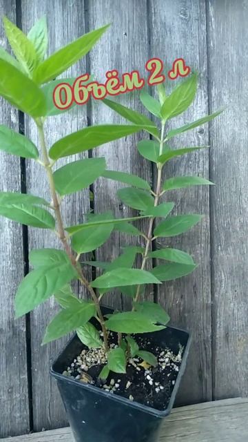 🌱🌸#саженцы #гортензия #garden #сад #shorts #shortvideo