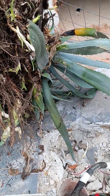 Штук 30 взяла 😂💚 #хорватия #агава смотреть онлайн