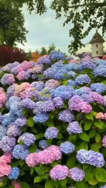 #hydrangea #hydrangeaflower #гортензия #hortensia #садгортензий #garden #macro