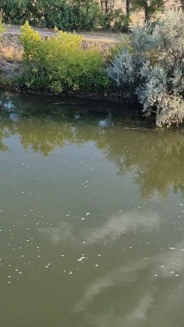 Пассажирский теплоход Семен Буденный на ВДСК смотреть онлайн