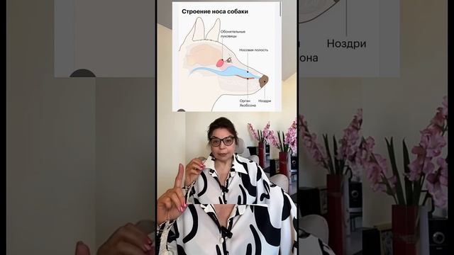 А вы знали, что у собаки есть 2 нос ?)🦮 #кинолог #охранад смотреть онлайн