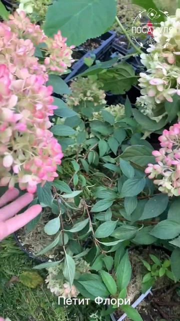 Гортензия Петит Флори метельчатая. Серия ПАН.Hydrangea Pan. P