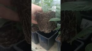 А Панама ли это? Но, очень красивая гортензия!