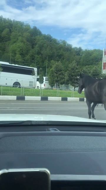 По коням господа! смотреть онлайн