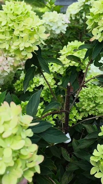 #гортензия #бигрин #биджи #bg #hydrangea #garden #сад #саженцы смотреть онлайн
