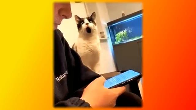 Забавные и смешные Создай себе хорошее настроение смотреть онлайн