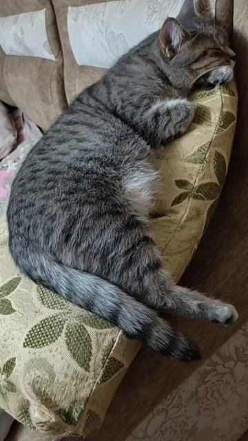 Если мне хочется спать, я могу и стоя заснуть смотреть онлайн