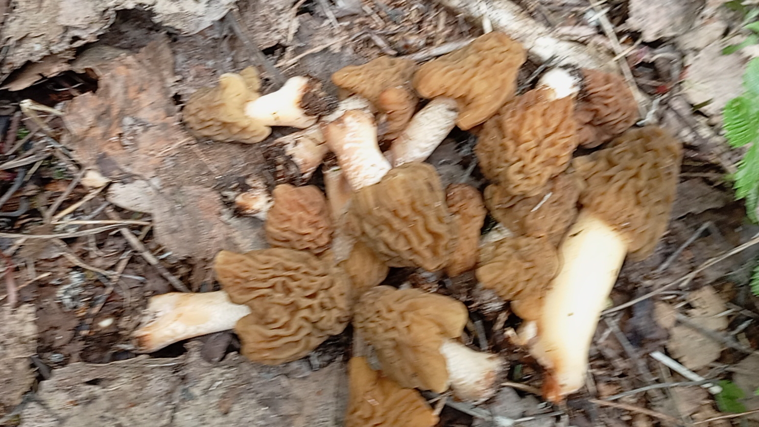 Первые Грибы открытие сезона смотреть онлайн