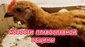 Православная Община. Новости.