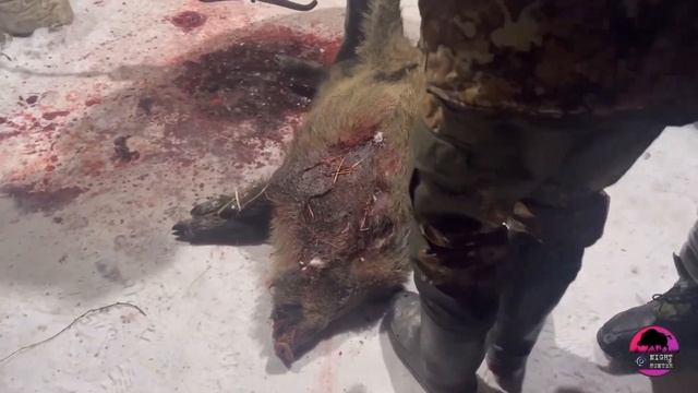 Охота на «всю котлету». Турнир по добыче кабана в Волковском охотхозяйстве. Занял 2-е место!!! смотреть онлайн