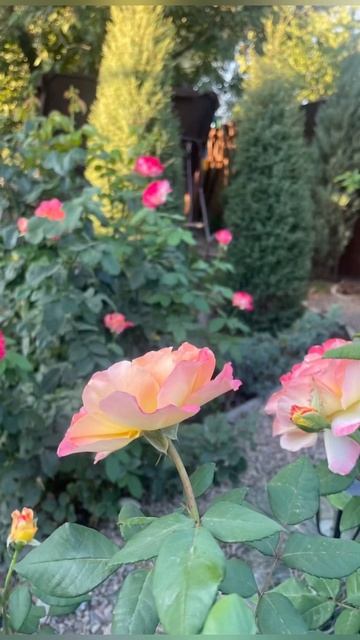 Осінь 2024 року #flowers #квіти #rose #гортензия #hortensia #garden #love #g смотреть онлайн