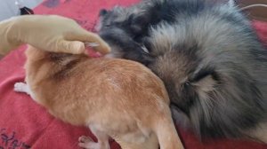 Как почистить параанальные железы у собак в домашних ?