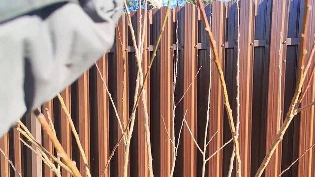 Обрезка молодого абрикоса привитого на сливу. смотреть онлайн