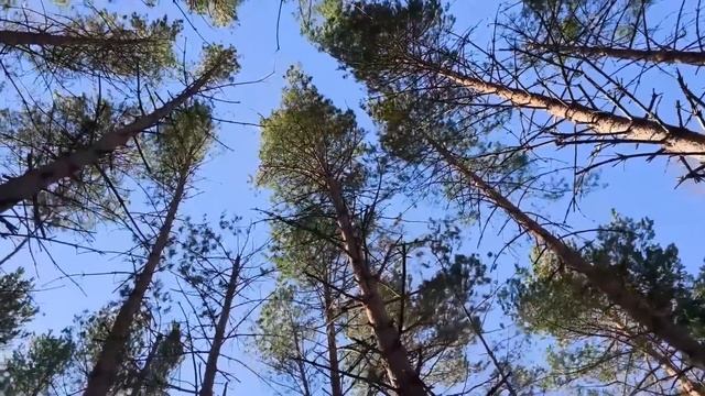 Строю ДОМ НА ДЕРЕВЕ в одиночку , сделал 1 стену , часть 5 смотреть онлайн