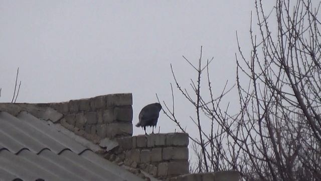 Прикол, как моется ВОРОНА смотреть онлайн