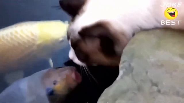 Самые смешные кошки 2016 #14 смотреть онлайн