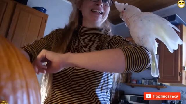 ЛУЧШИЕ НЕУДАЧИ И ОШИБКИ 14 ИЮНЯ 2017 _ SMILE SMOKE. СУПЕР ПРИКОЛЫ #123 смотреть онлайн
