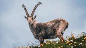 О Редких Животных Мира: Козел Горных Круч | Аудиокнига